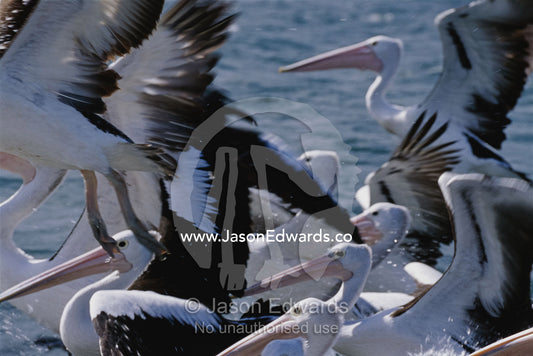 A group of Australian pelicans in water and taking flight. Eden, New South Wales, Australia.
