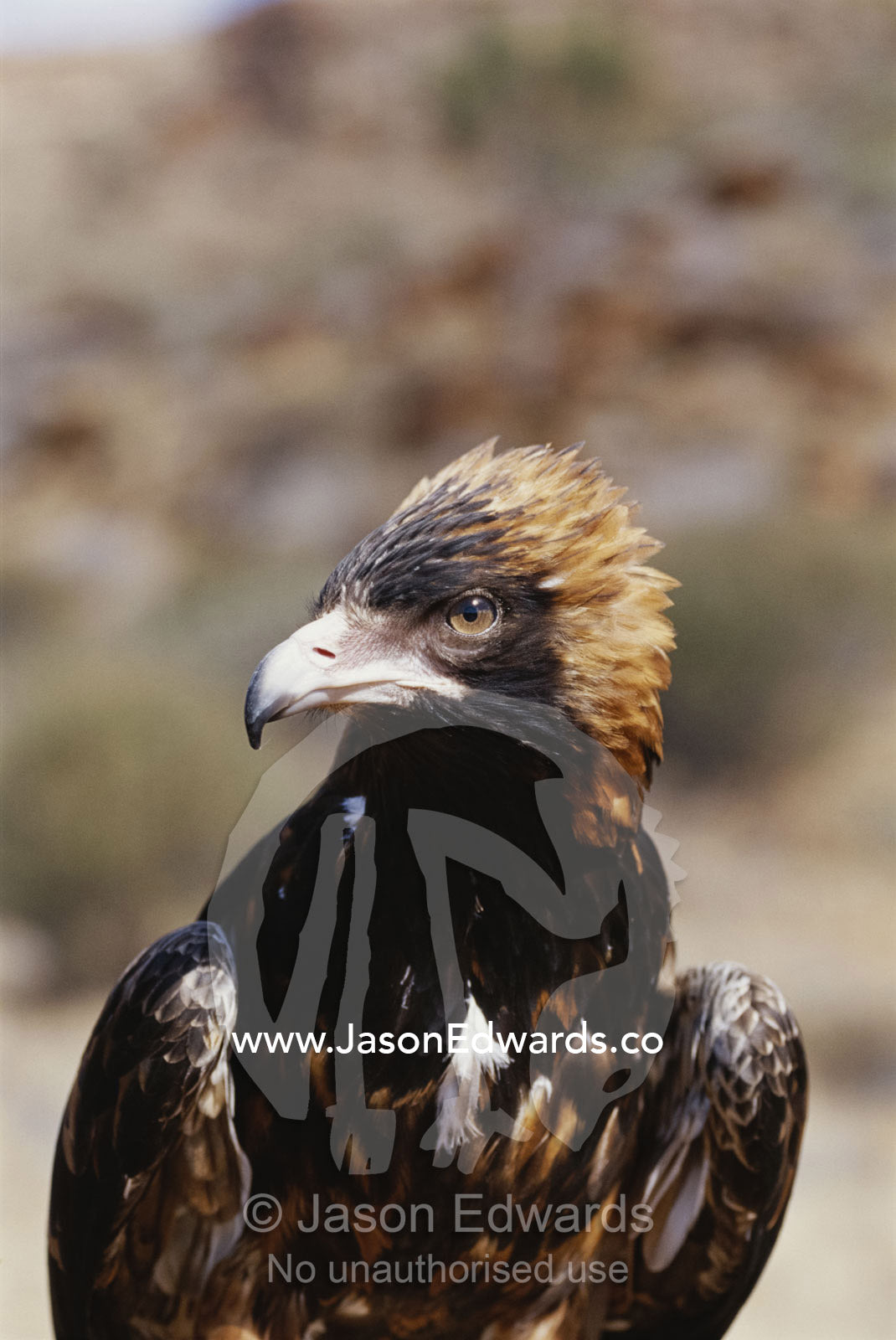 A portrait of a wedge-tailed eagle. Alice Springs Desert Park, Northern Territory, Australia.