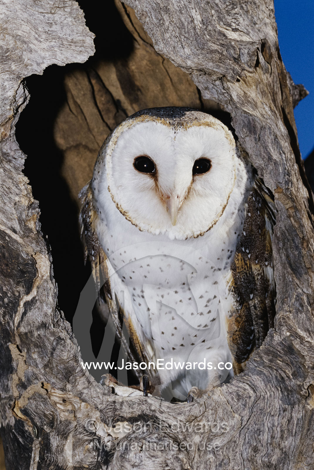 A barn owl in it's roost in a hollow tree. Alice Springs Desert Park, Northern Territory, Australia.