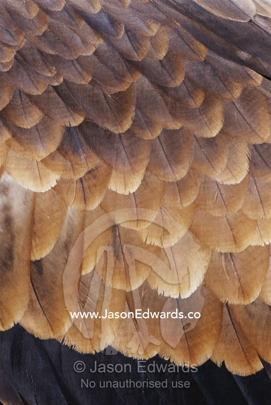A close view of the wing feathers of a wedge-tailed eagle. Alice Springs Desert Park, Northern Territory, Australia.