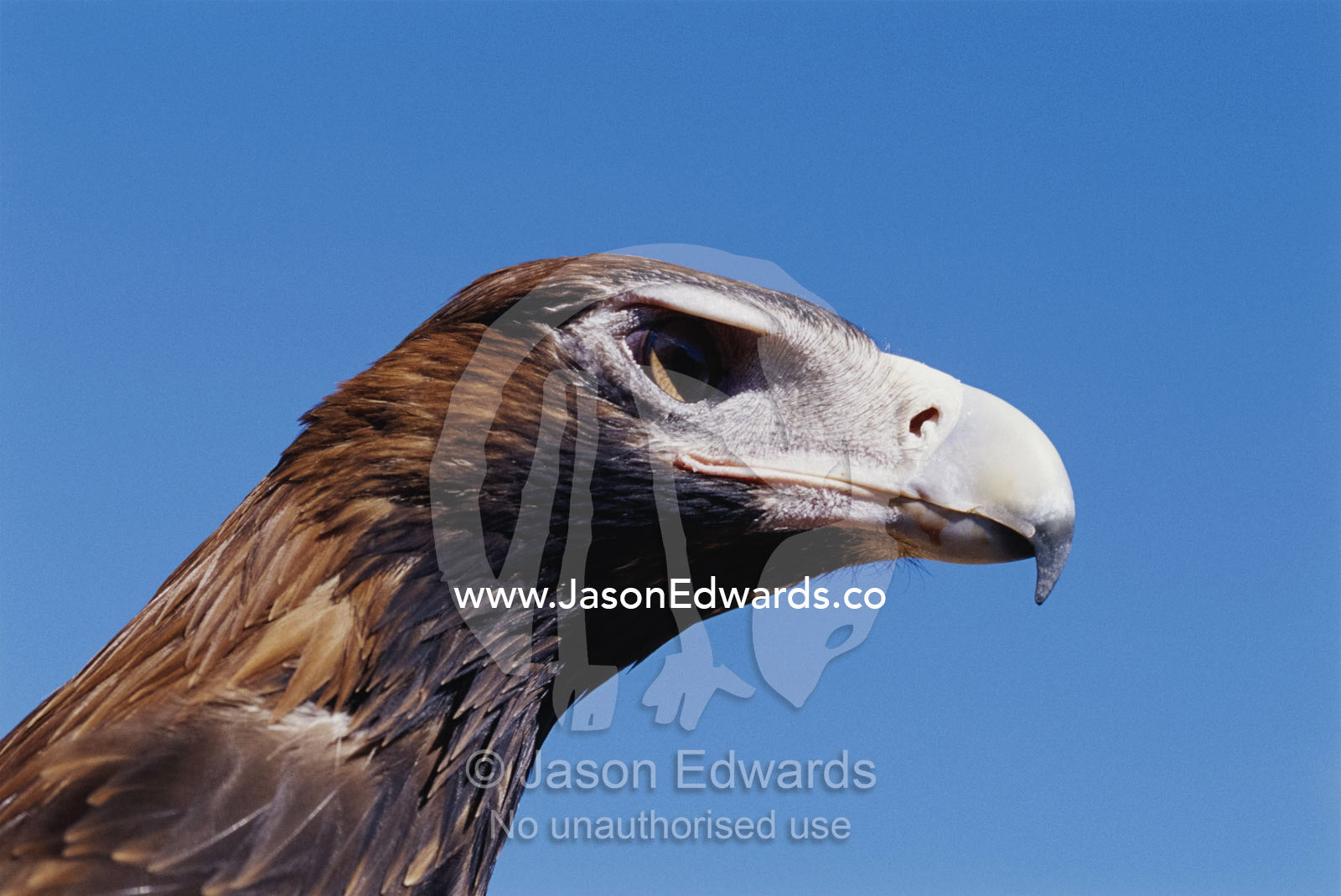 A portrait of a wedge-tailed eagle. Alice Springs Desert Park, Northern Territory, Australia.