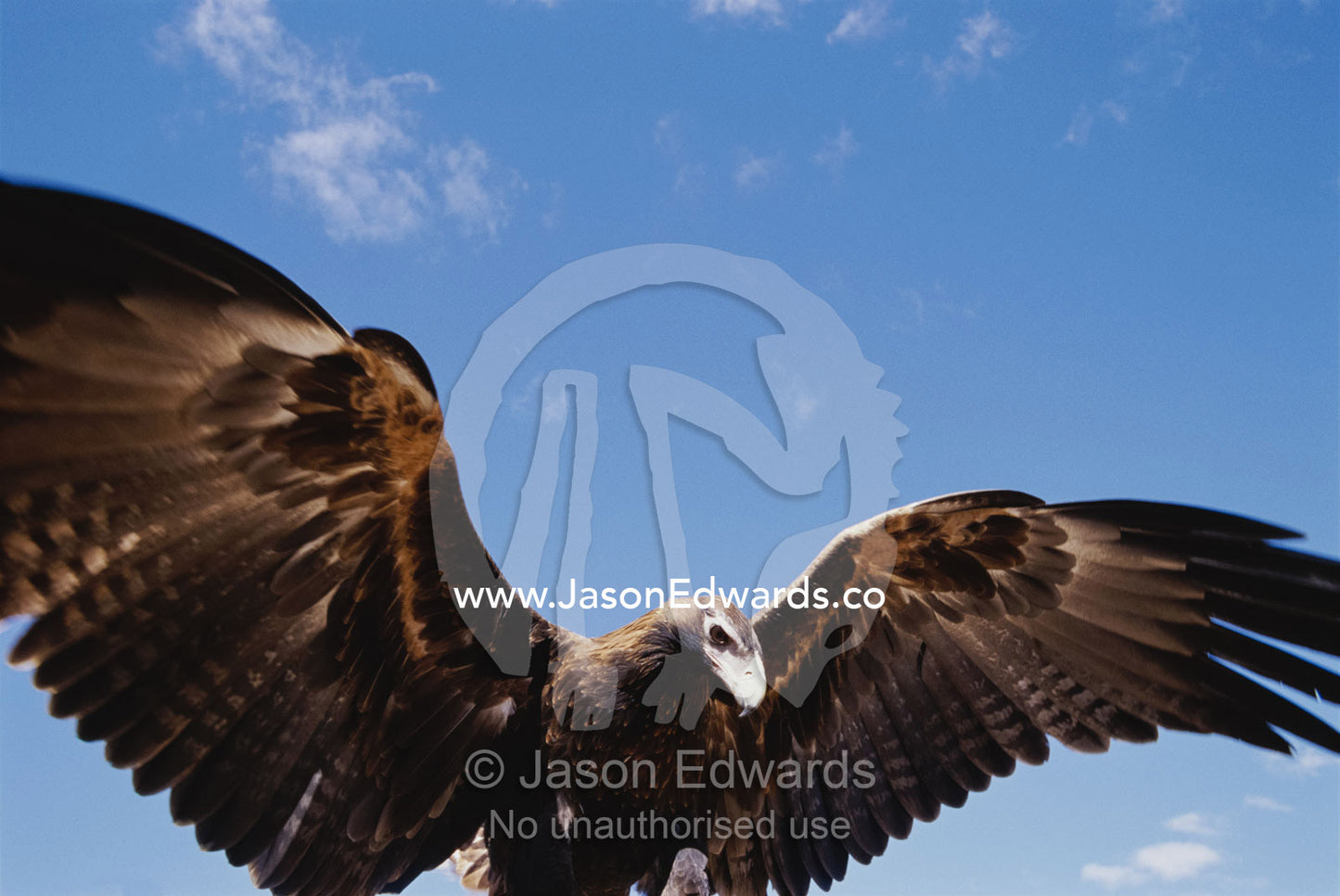 A wedge-tailed eagle with wings outstretched. Alice Springs Desert Park, Northern Territory, Australia.