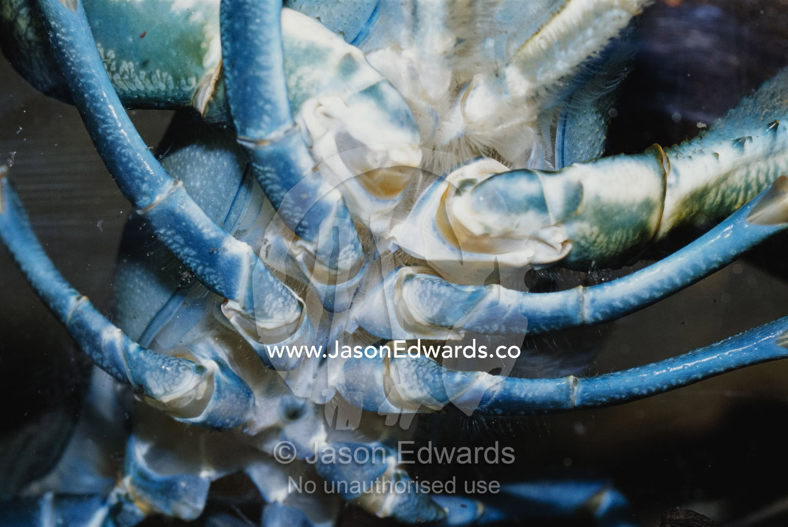 A close view of the legs and underside of a freshwater crayfish. Alice Springs Desert Park, Northern Territory, Australia.