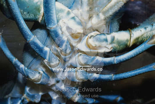 A close view of the legs and underside of a freshwater crayfish. Alice Springs Desert Park, Northern Territory, Australia.