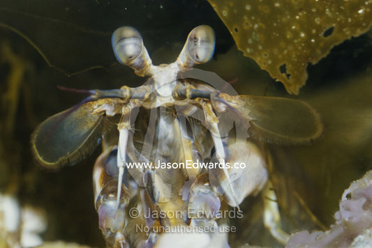 A close view of the eyes and forebody of a mantis shrimp. Merimbula, New South Wales, Australia.