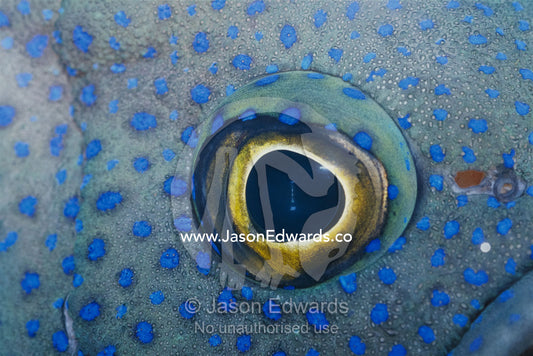 A close view of the eye and skin of a southern blue devil fish. Merimbula, New South Wales, Australia.