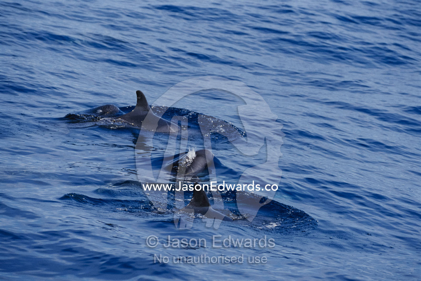 A pod of pygmy killer whales swimming at the waters surface. Continental shelf off of Eden, New South Wales, Australia.