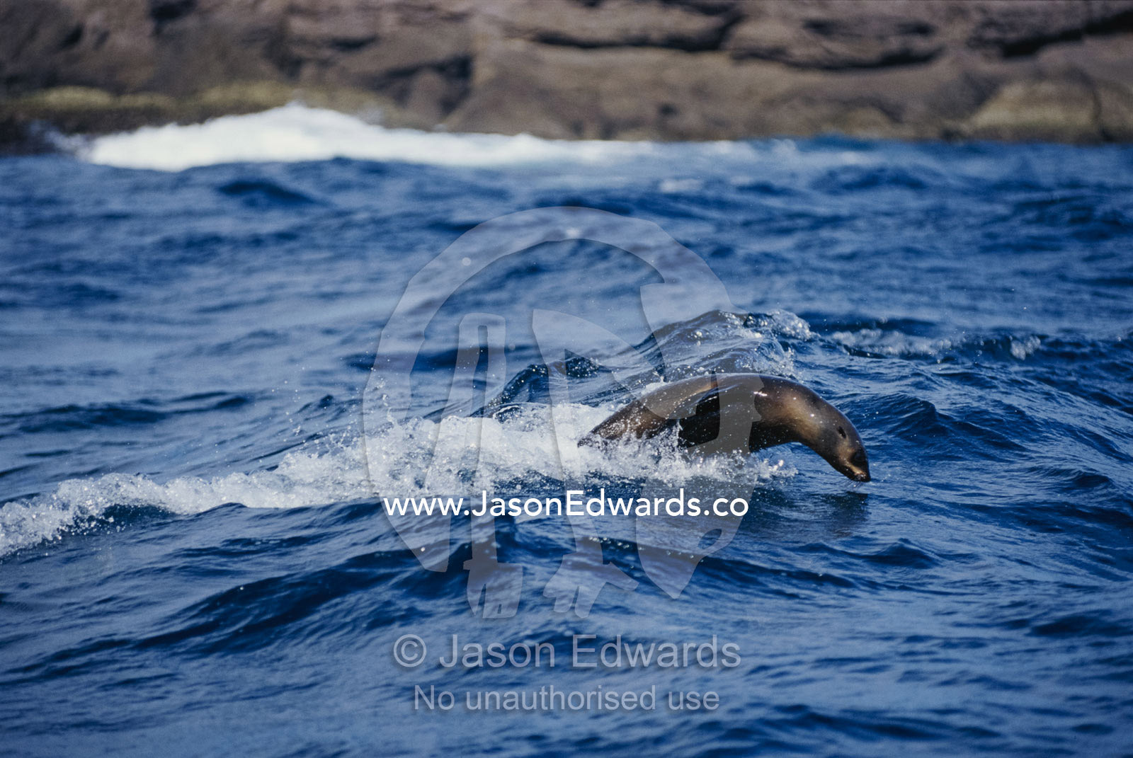 An Australian fur seal leap diving through waves near the coast. Eden, New South Wales, Australia.