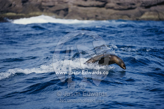 An Australian fur seal leap diving through waves near the coast. Eden, New South Wales, Australia.