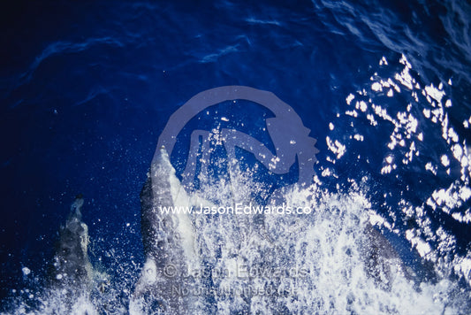 A pod of common dolphins swimming in a boat's wake. Twofold Bay, Eden, New South Wales, Australia.