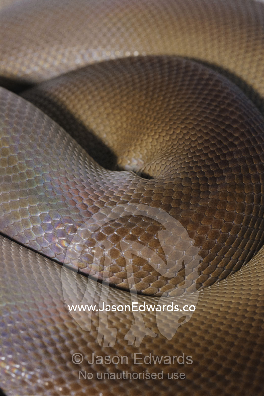 A close view of a coiled olive python. Preston, Victoria, Australia.