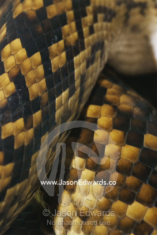 A close view of the skin and scales of a scrub python. Preston, Victoria, Australia.