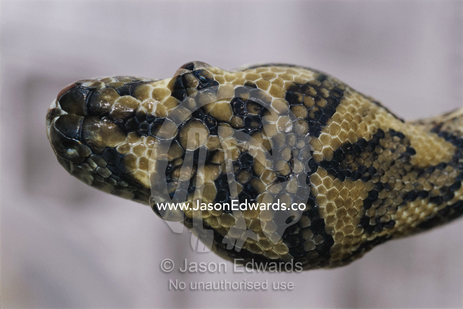 A close view of the head of a coastal carpet python. Preston, Victoria, Australia.