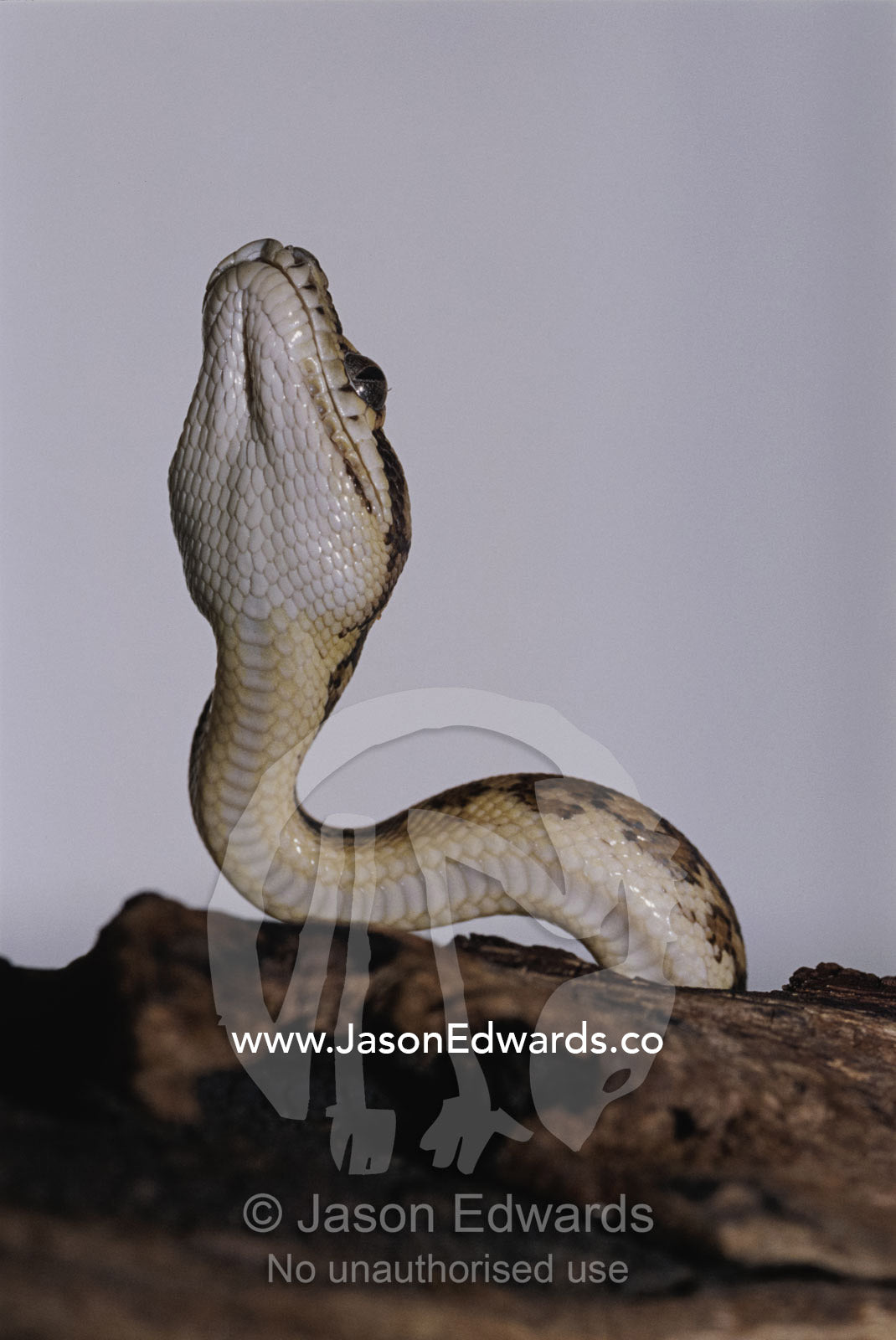A view of the underside of a Darwin carpet python. Preston, Victoria, Australia.