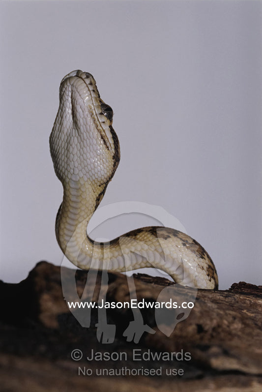 A view of the underside of a Darwin carpet python. Preston, Victoria, Australia.