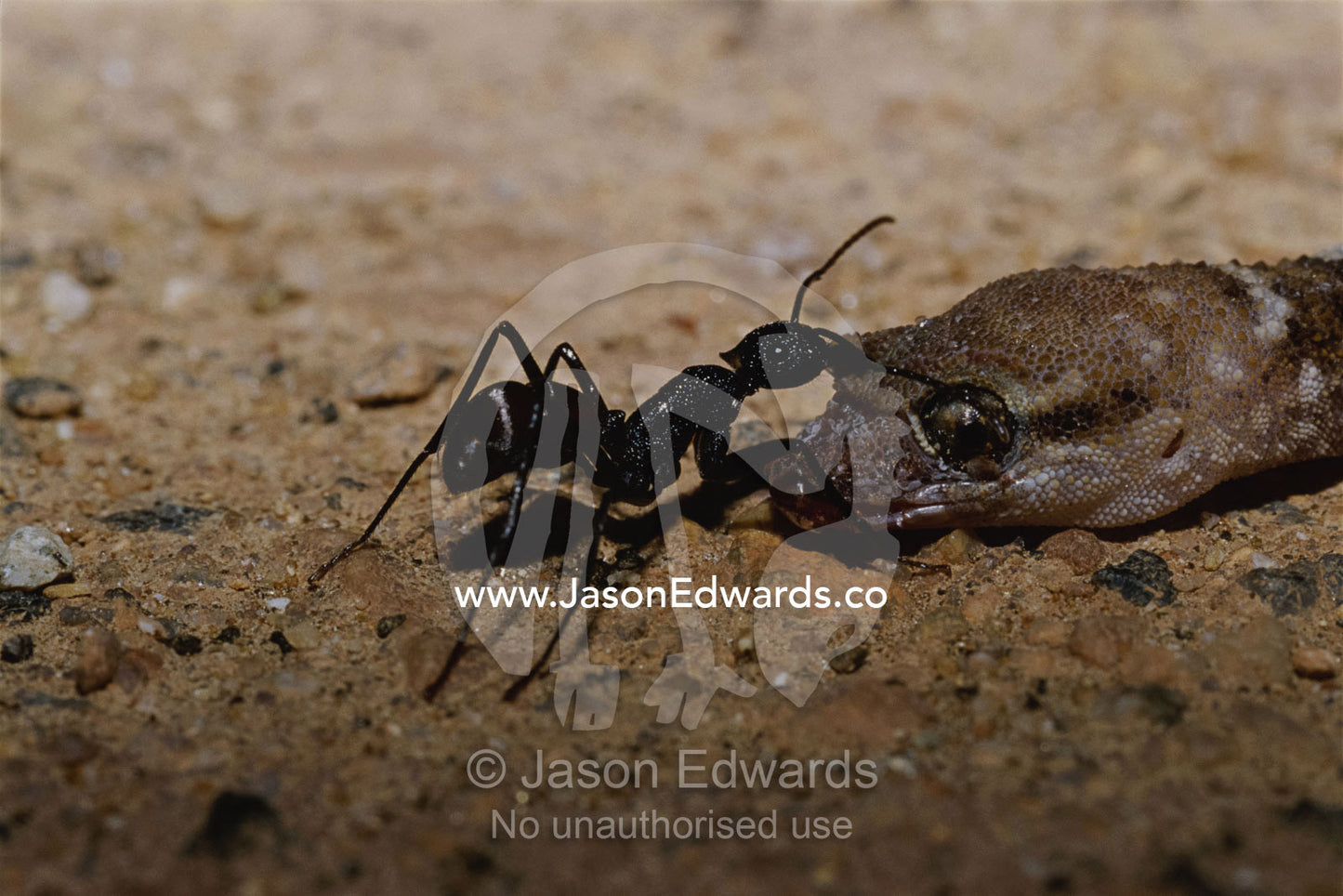Ant ant pulling and feeding on a dead gecko. Alice Springs Desert Park, Northern Territory, Australia.