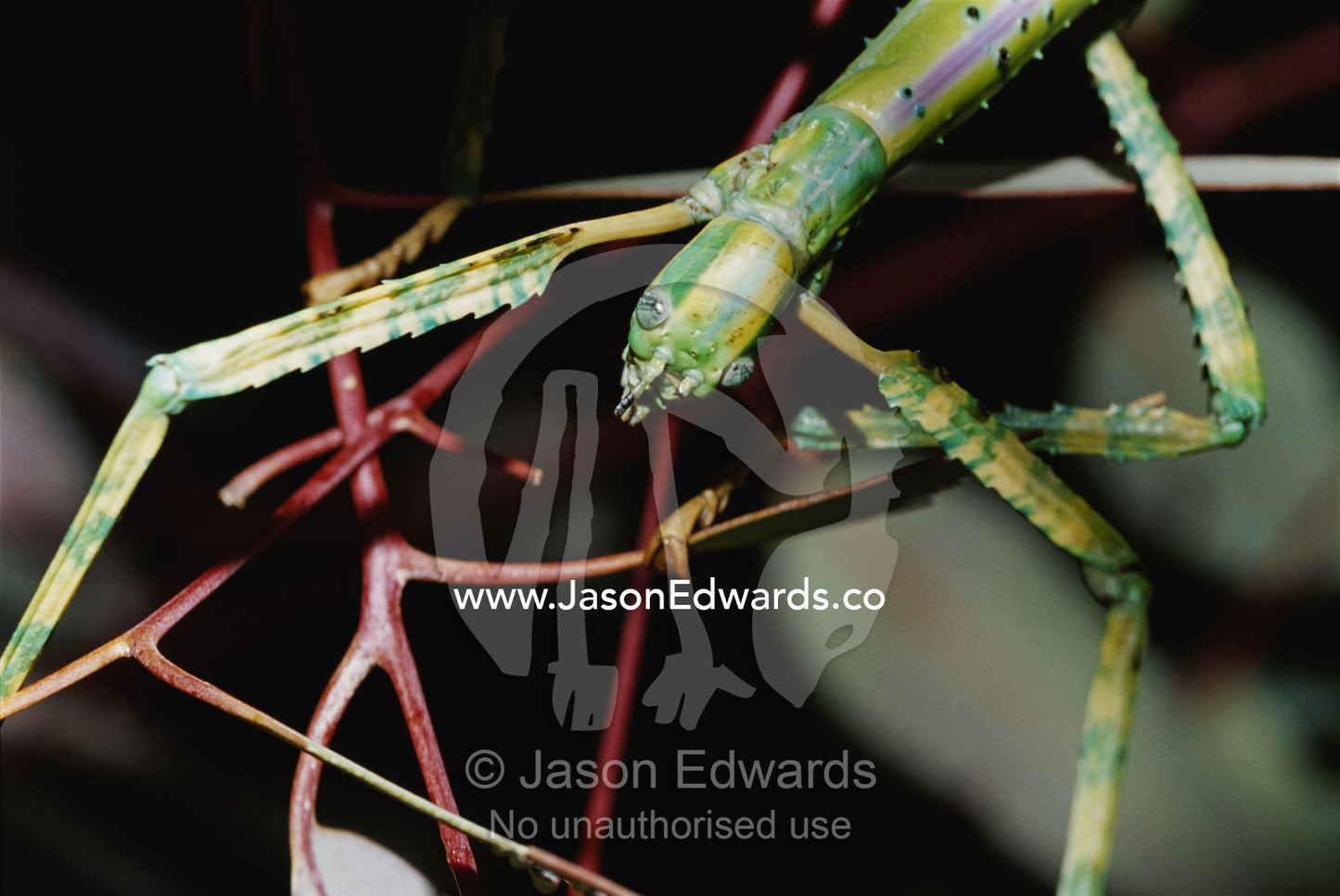A close view of a stick insect on a twig. Alice Springs Desert Park, Northern Territory, Australia.
