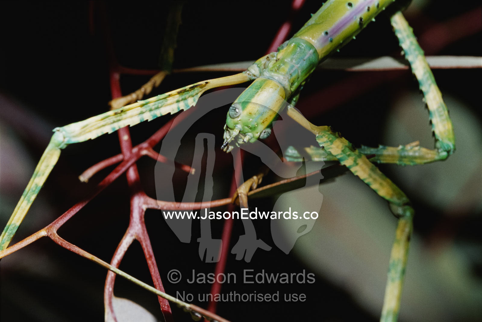 A close view of a stick insect on a twig. Alice Springs Desert Park, Northern Territory, Australia.