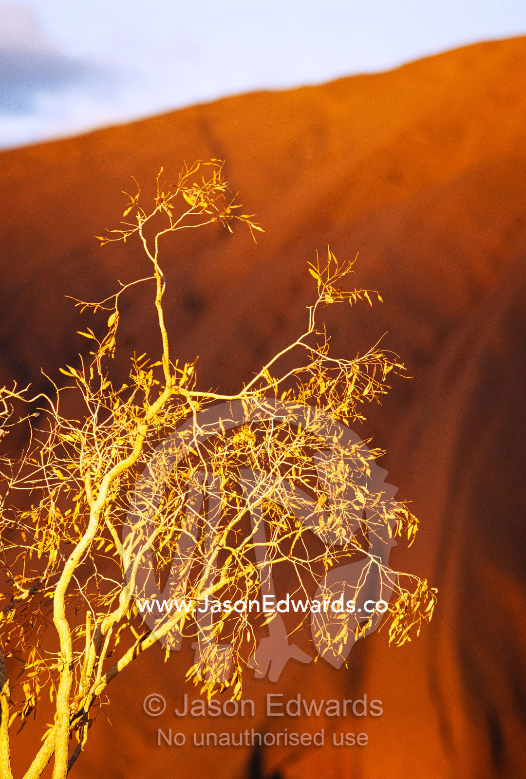 Tree branch against a backdrop of a rock formation. Uluru National Park, Northern Territory, Australia.