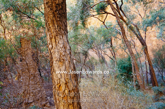 Detail of tree bark in a woodland setting. Australia.