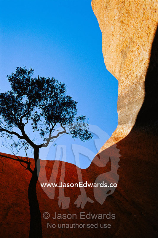 Rock formations and silhouetted tree in Uluru National Park. Uluru National Park, Northern Territory, Australia.
