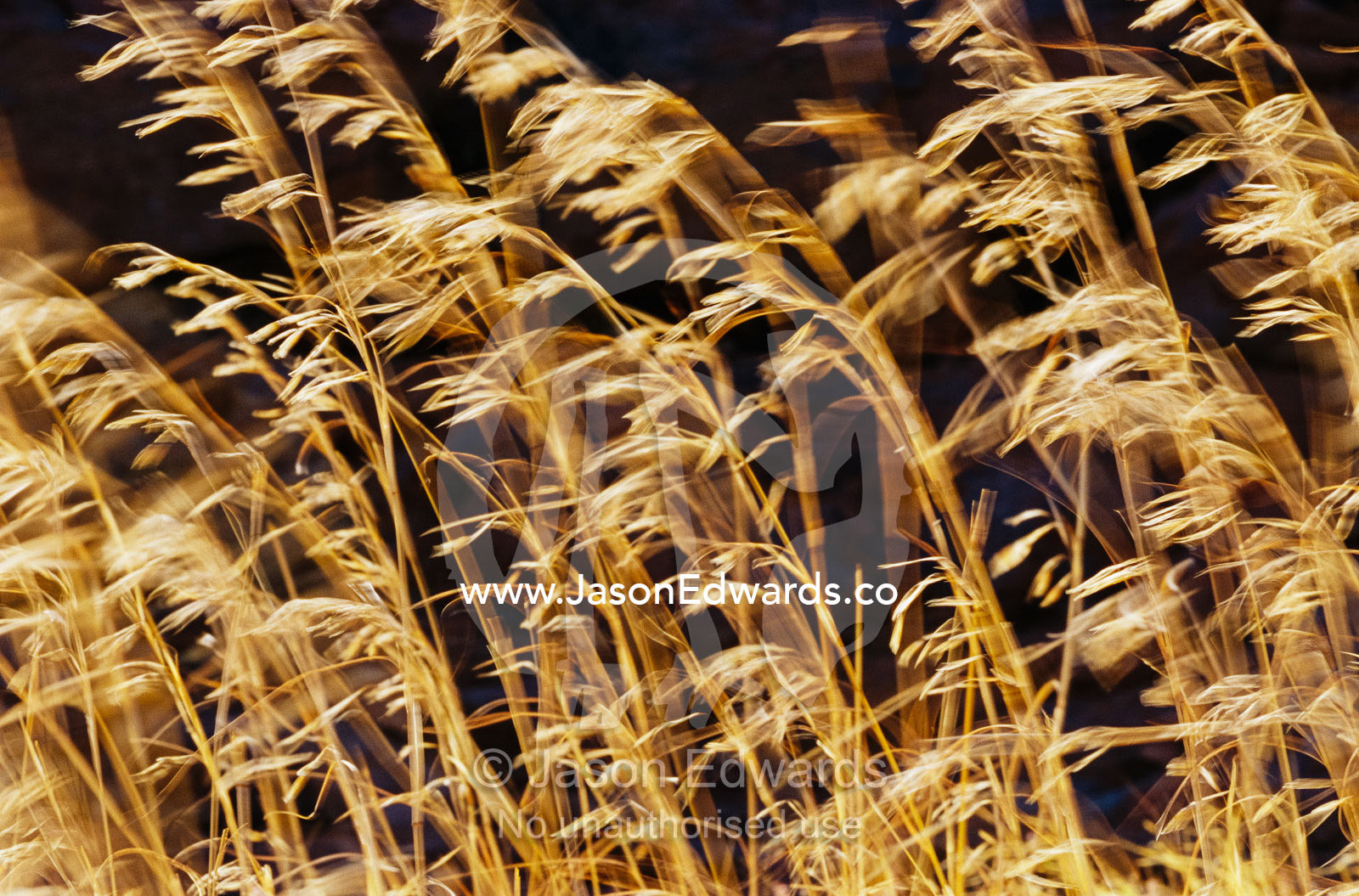 Grasses and seedheads swaying in a gentle breeze. Uluru National Park, Northern Territory, Australia.