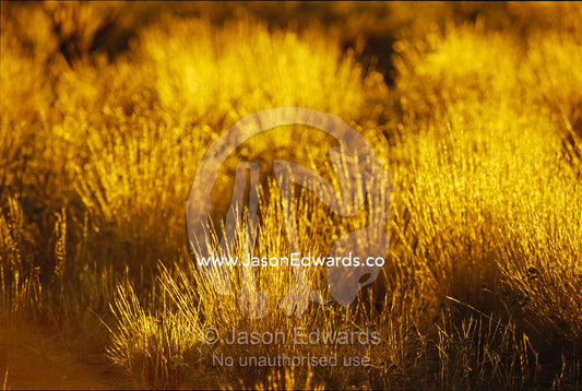 Tufts of spinifex grass catching the golden light at sunset. Uluru National Park, Northern Territory, Australia.
