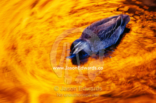 A Pacific black duck hunting for food in golden water at sunset. Watarrka National Park, Northern Territory, Australia.