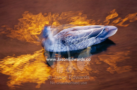 A Pacific black duck swimming in golden water at sunset. Watarrka National Park, Northern Territory, Australia.
