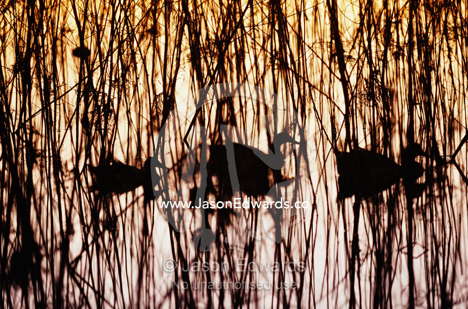 A trio of silhouetted mallards swimming among reeds at sunset. Murray Lagoon, Fitzroy River, Queensland, Australia.