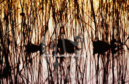 A trio of silhouetted mallards swimming among reeds at sunset. Murray Lagoon, Fitzroy River, Queensland, Australia.