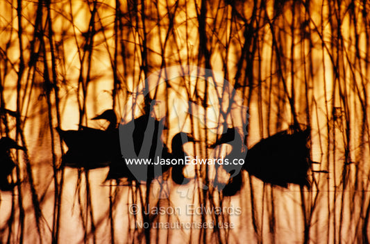 A group of silhouetted mallards swimming among reeds at sunset. Murray Lagoon, Fitzroy River, Queensland, Australia.