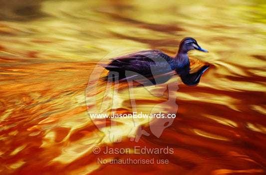 A Pacific black duck swimming in golden water at sunset. Watarrka National Park, Northern Territory, Australia.