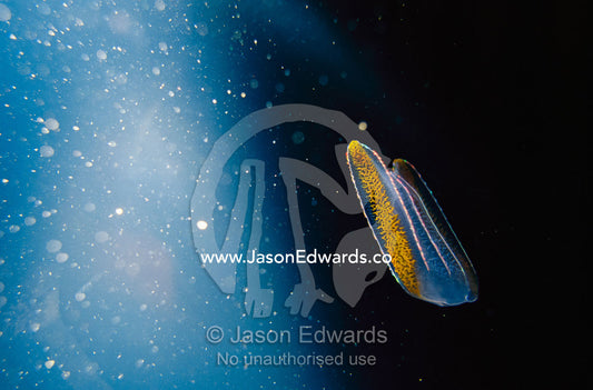 A bioluminescent comb jelly. Melbourne Aquarium, Victoria, Australia.