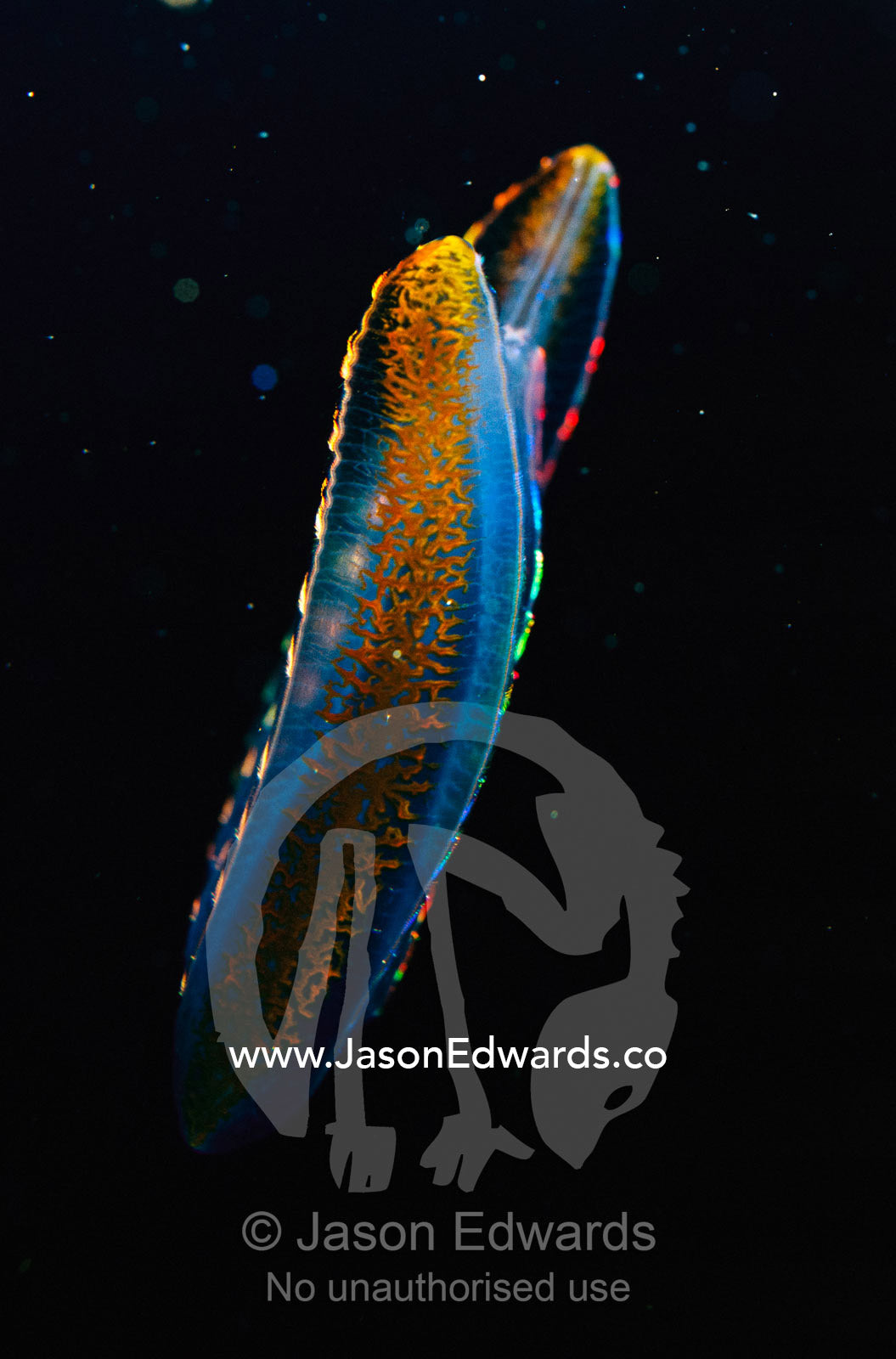 A bioluminescent comb jelly. Melbourne Aquarium, Victoria, Australia.