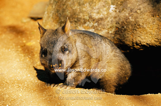 A juvenile southern hairy-nosed wombat emerging from its burrow. Victoria, Australia.