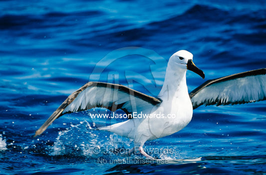 A yellow-nosed albatross taking flight from the water's surface. Offshore of Eden, New South Wales, Australia.