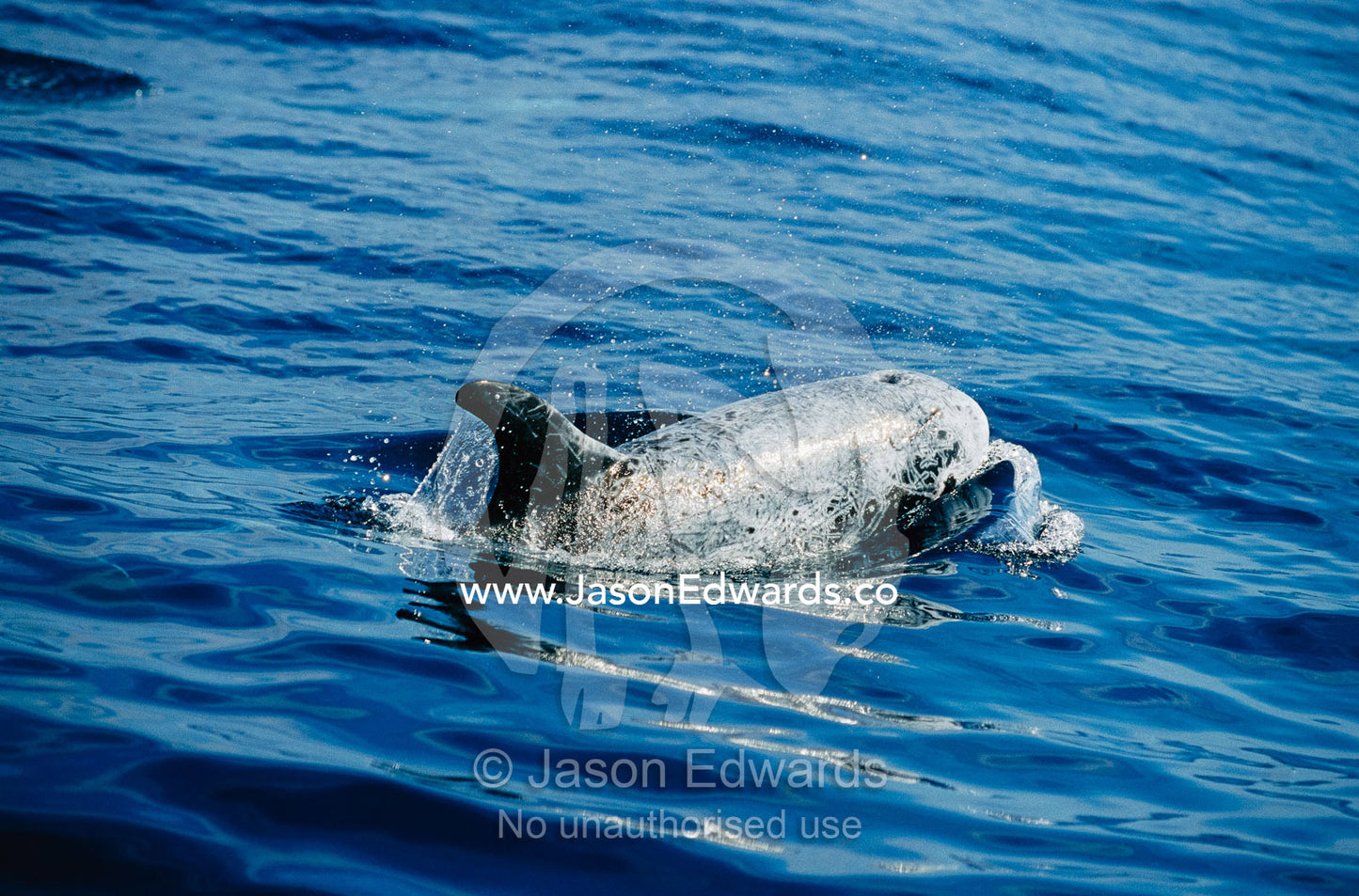 A Risso's dolphin surfacing for air as it swims. Offshore of Eden, New South Wales, Australia.