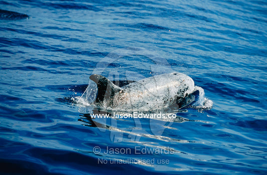 A Risso's dolphin surfacing for air as it swims. Offshore of Eden, New South Wales, Australia.
