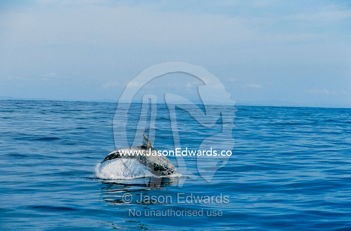 A Risso's dolphin leaping and diving as it swims. Offshore of Eden, New South Wales, Australia.