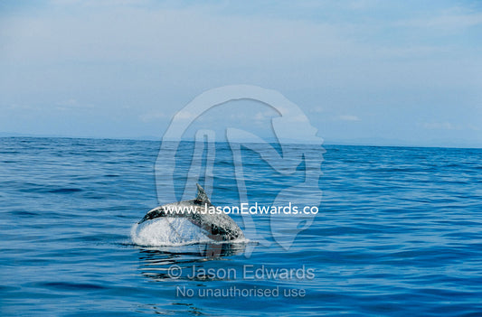 A Risso's dolphin leaping and diving as it swims. Offshore of Eden, New South Wales, Australia.