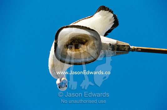 An Australian pelican peers down from a lamppost. Eden, New South Wales, Australia.