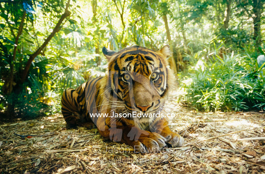 A captive Sumatran tiger with a stressed expression on its face. Melbourne Zoo, Victoria, Australia.