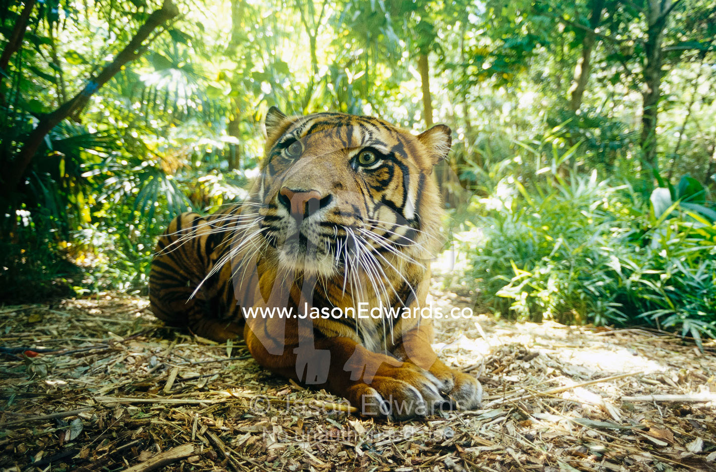 A captive Sumatran tiger with a stressed expression on its face. Melbourne Zoo, Victoria, Australia.