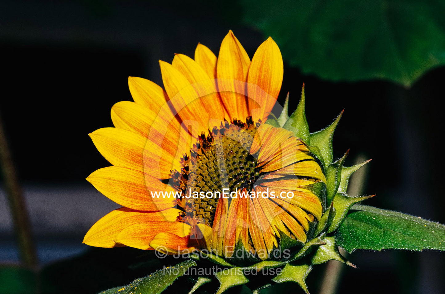 A sunflower blossom unfurling its petals. North Carlton, Victoria, Australia.