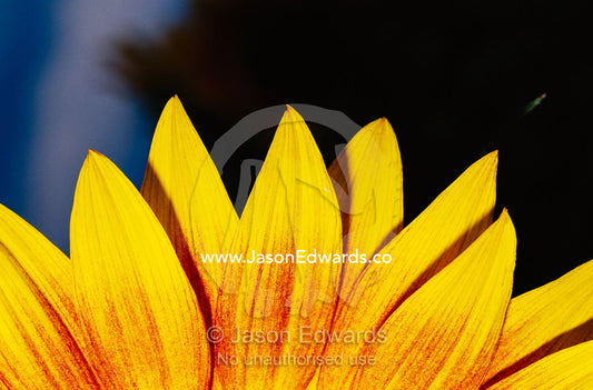 A close view of the petals of a sunflower. North Carlton, Victoria, Australia.