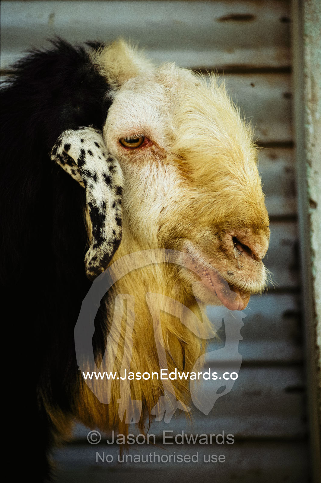 A portrait of a domestic goat. Mandawa, India.