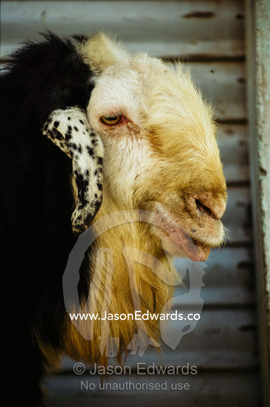 A portrait of a domestic goat. Mandawa, India.