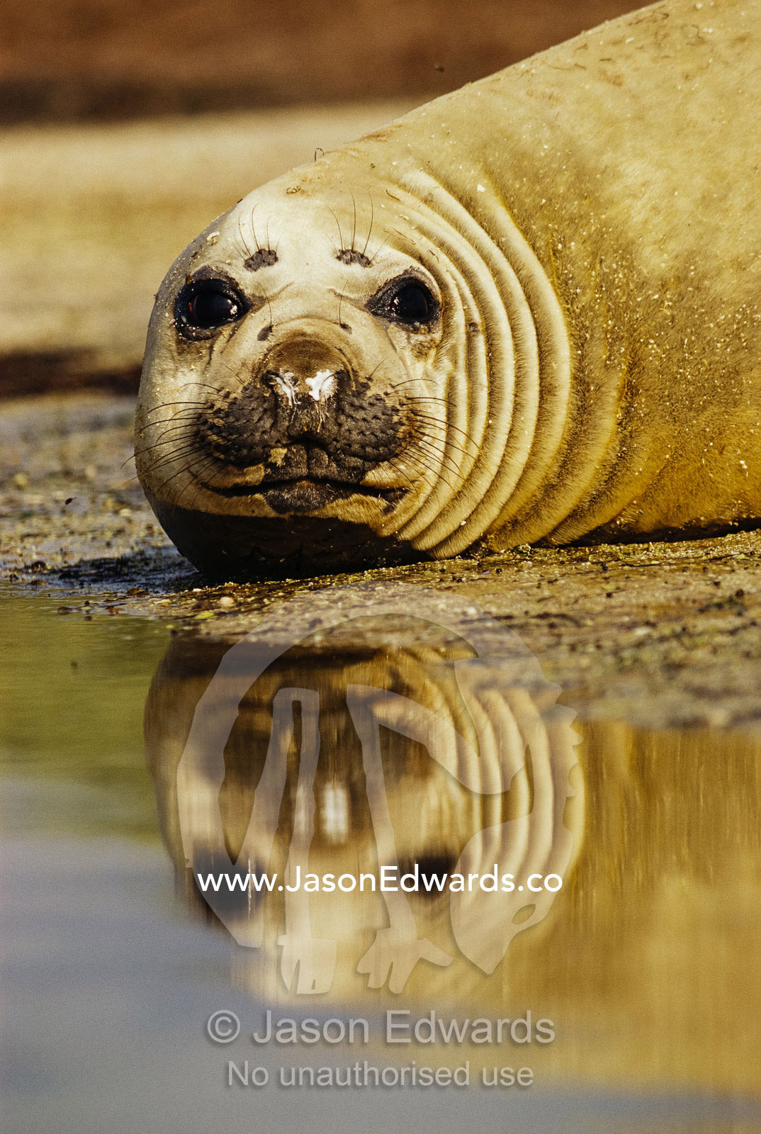 A southern elephant seal resting on a beach. Point Henry, Victoria, Australia.