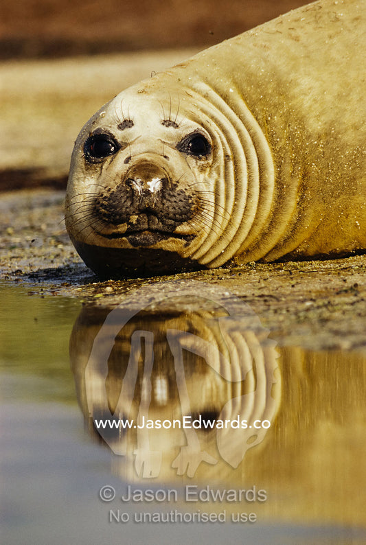 A southern elephant seal resting on a beach. Point Henry, Victoria, Australia.